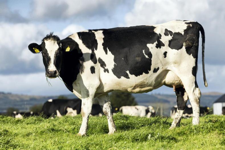 Dairy Trends: commodity price continues to climb - Vimarsana News