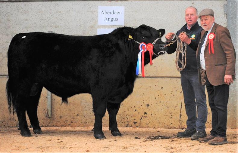 Drumcrow Tazmania takes home €5,100 in Kilkenny - Vimarsana News