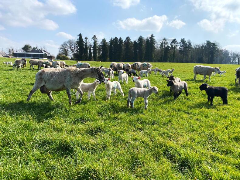 Easter and Ramadan drive lamb trade - Vimarsana News