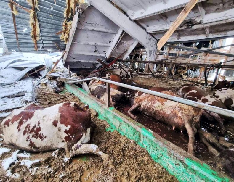 Farming in war: cattle sheds bombed and combines stolen - Vimarsana News