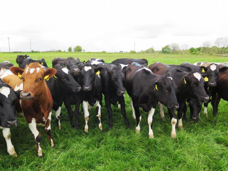 Sale prices of dairy heifers back between €200 and €300 - Vimarsana News