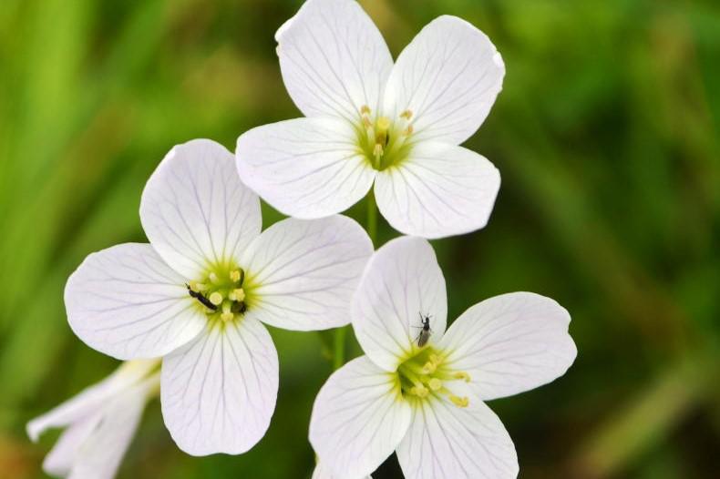 A week in the country: rural rhymes, chef's tip, lambing time and lady’s smock