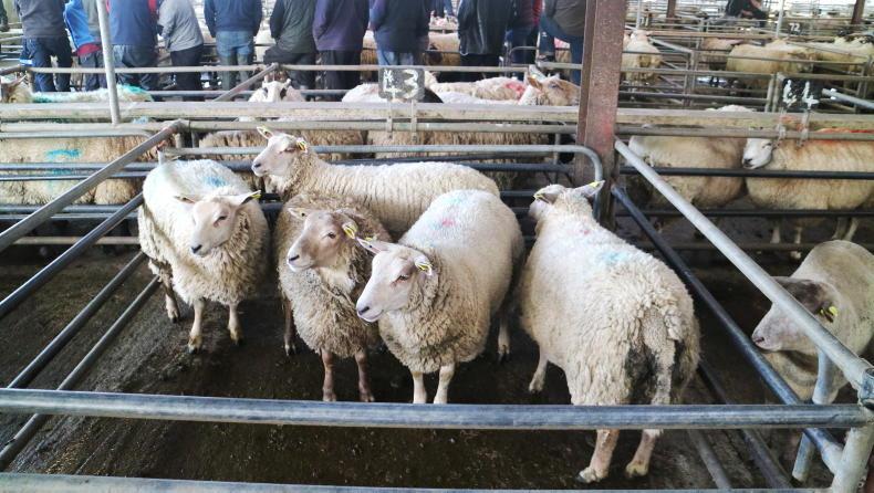 Camera at the Mart: steady buying for hoggets and lambs in Ballinasloe - Vimarsana News