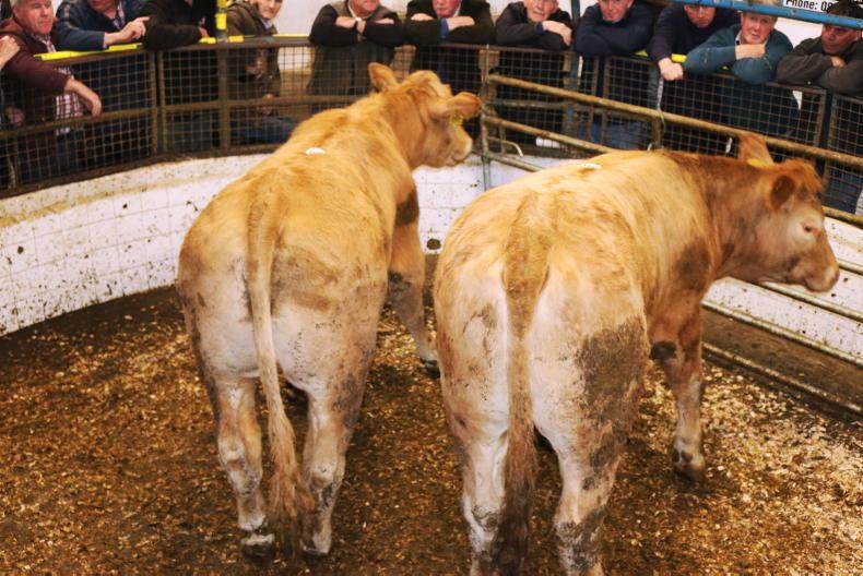 In pictures: cull cows hit €2,780 in Tuam - Vimarsana News