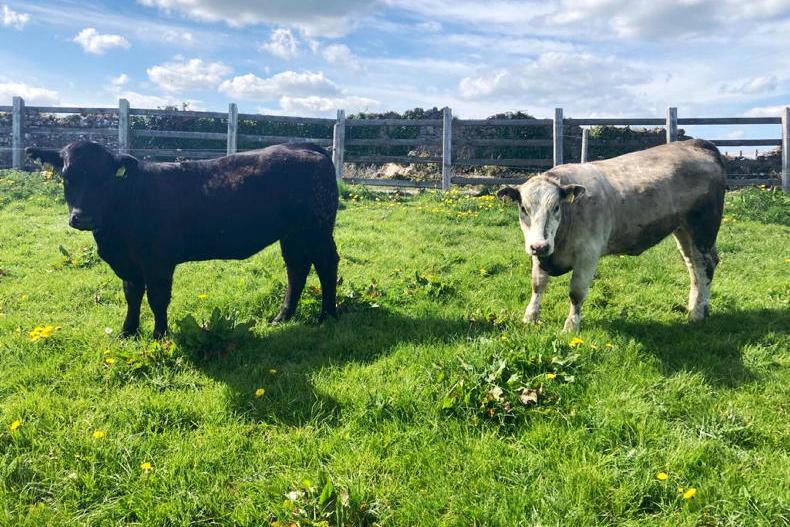 Newford Farm update: TB remains a niggling issue - Vimarsana News