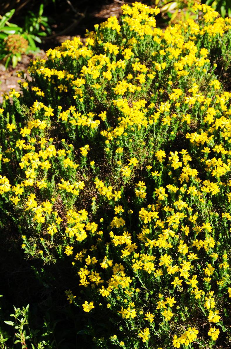 Gardening with Gerry Daly: gorse and cousins