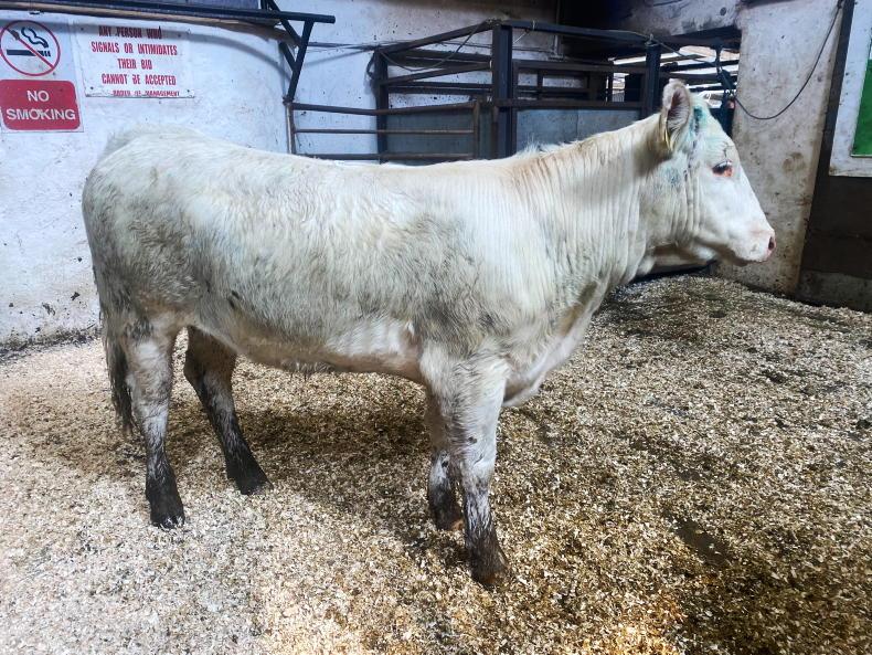 Watch: lighter cattle a little easier in Manorhamilton - Vimarsana News