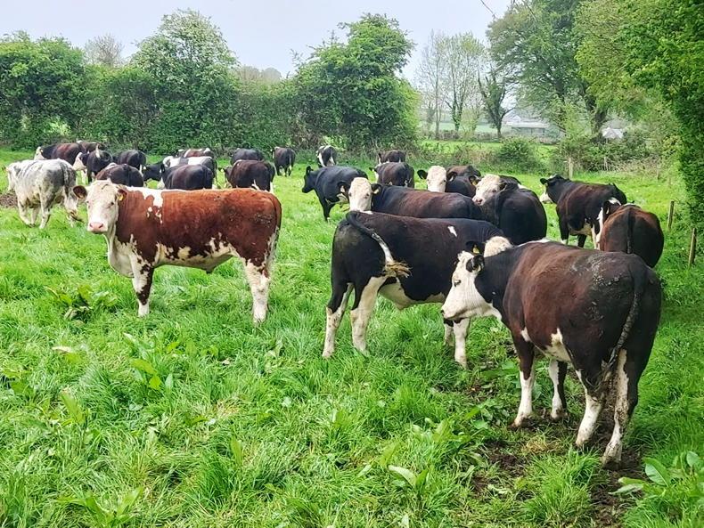 Special entry of 100 forward stores at Nenagh Mart - Vimarsana News