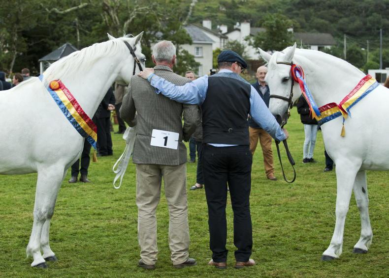 Preparations underway for the 2022 Connemara Pony Show