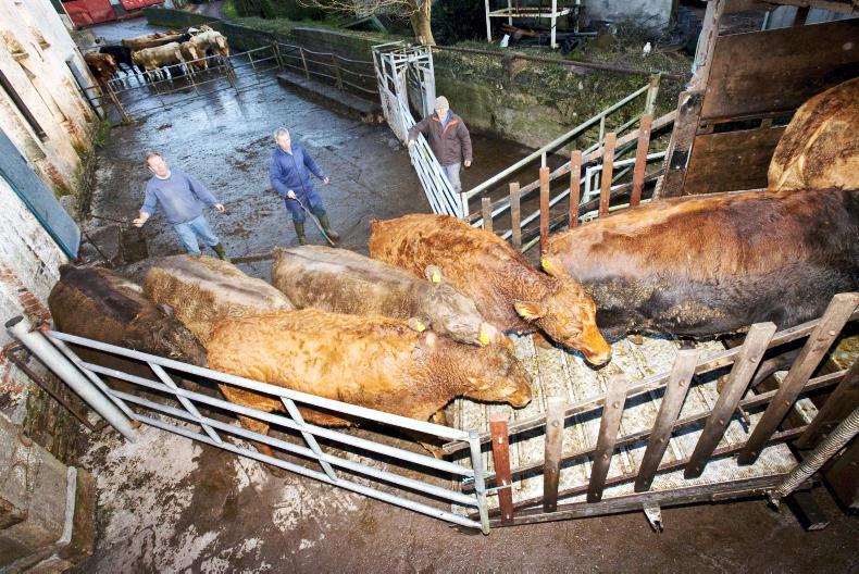 Solution on cattle sales to Britain