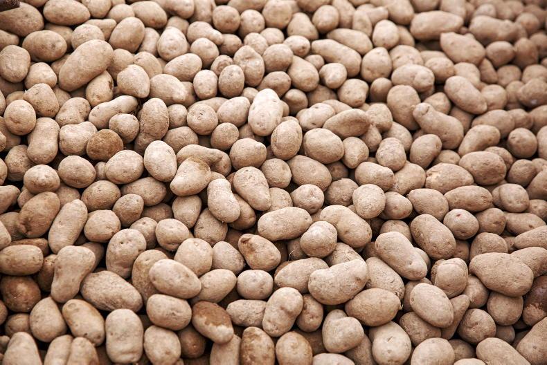 IFA potato report: both planting and lifting taking place - Vimarsana News