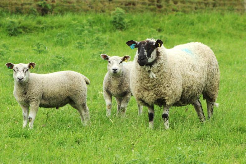 Lamb throughput rises to 53% of weekly kill - Vimarsana News