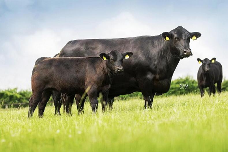 O'Leary spends €170,000 at Shadwell Angus dispersal - Vimarsana News