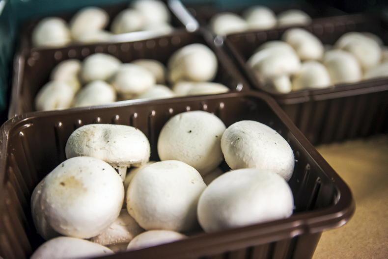 Mushroom sector seeks to readjust after Brexit