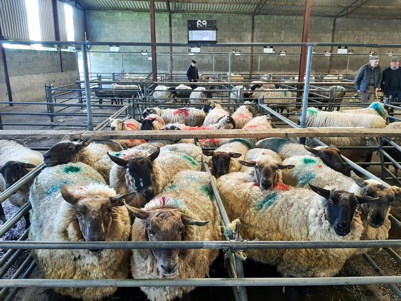 Sheep mart prices: buoyant trade lifting ewe entries - Vimarsana News