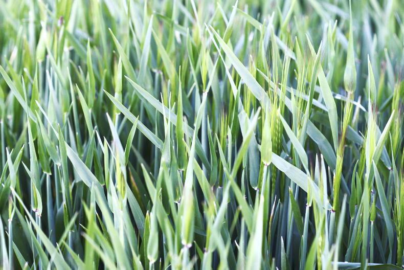Tillage podcast: increased area, decreased price and yellow leaves on barley - Vimarsana News