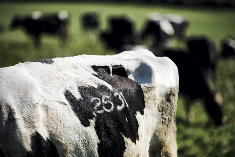 Kerry Holstein Friesian Breeders gearing up for competition season - Vimarsana News