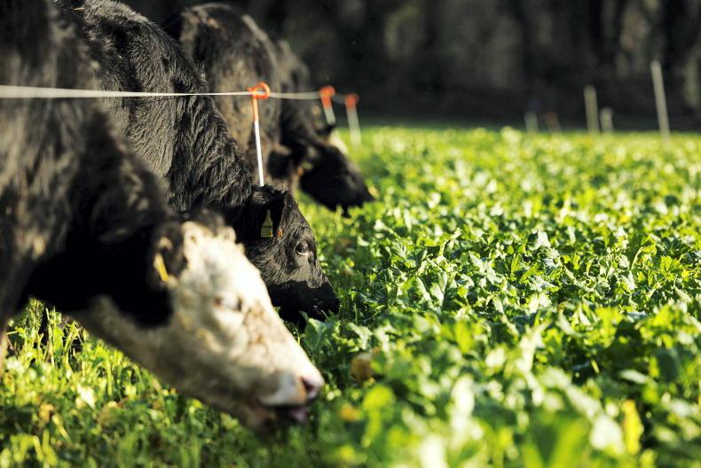 A fodder crop scheme makes sense - will the Department go with it? - Vimarsana News