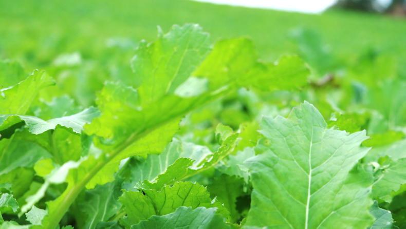 Tillage podcast: growing fodder for livestock, markets and weather - Vimarsana News
