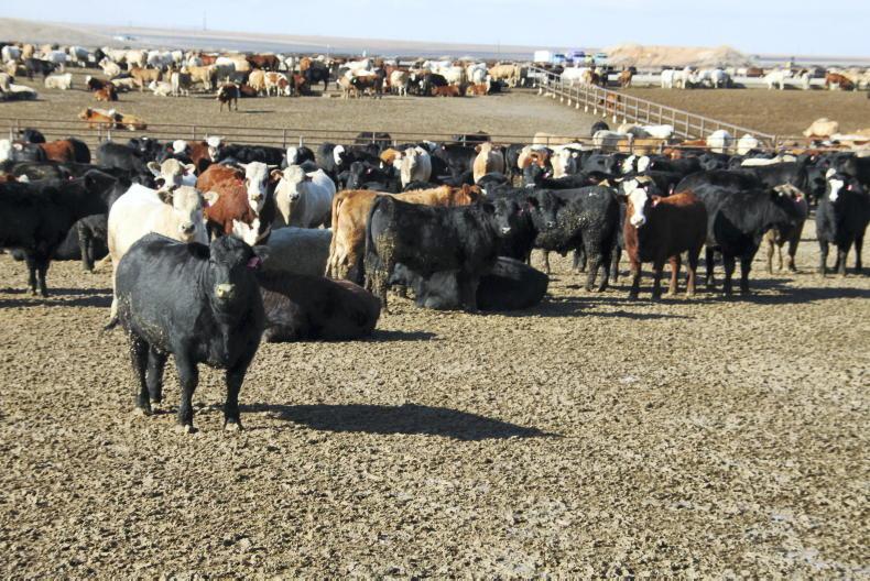 Huge global demand for US beef - Vimarsana News