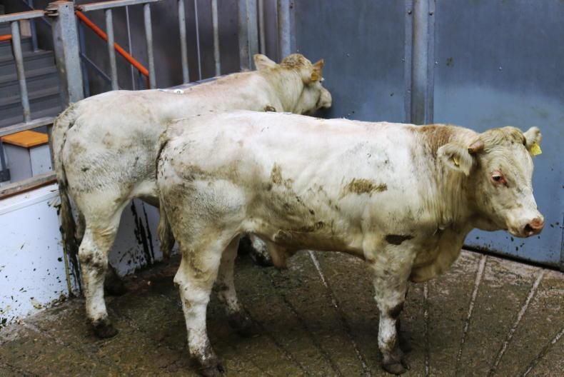 In pictures: solid trade for 1,000 cattle in Kilkenny Mart - Vimarsana News