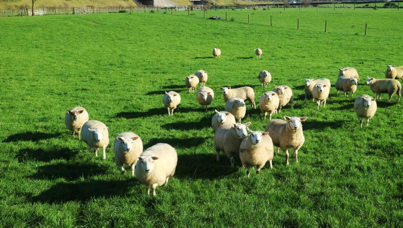 Increasing ewe prolificacy reduces GHG intensity of sheepmeat - Vimarsana News