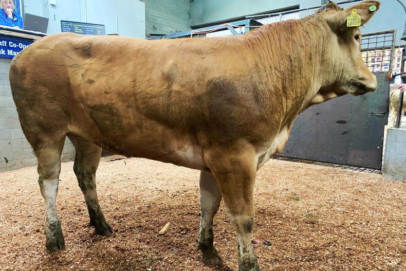 In pictures: lighter lots hit €3.49/kg in Ballyjamesduff - Vimarsana News