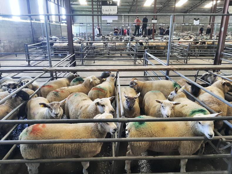 Sheep mart prices: trade steady to €2 to €3 easier for lambs - Vimarsana News