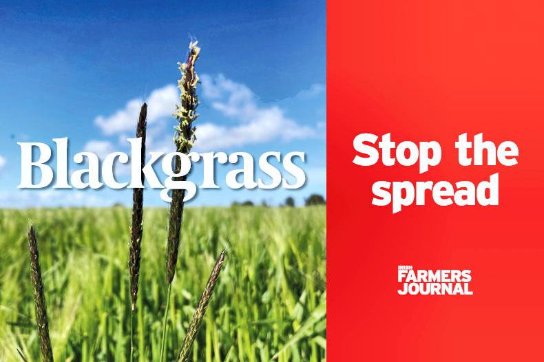 Tillage podcast: Calling on Minister to declare blackgrass a noxious weed - Vimarsana News