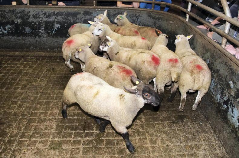 Camera at the Mart: plenty of life in lamb trade in Raphoe - Vimarsana News