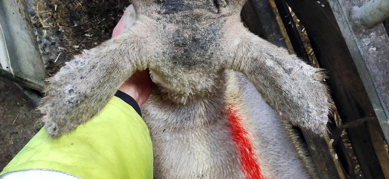 Sheep Management: cobalt supplementation, selecting replacements and event dates - Vimarsana News