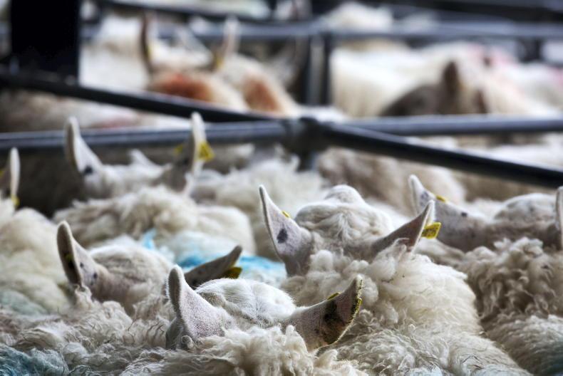 NI round-up: on-farm meetings, input costs and World Charolais Congress - Vimarsana News