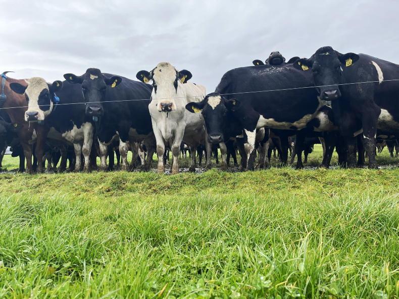 Farmers can be an environmental solution to the climate issue - Mitleohner - Vimarsana News