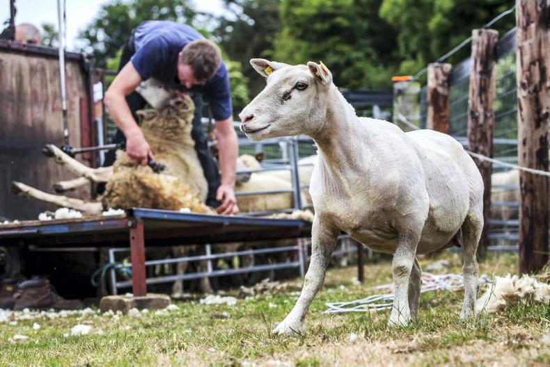 Wool study 'offers very little to farmers' - IFA 01 July 2022 Free - Vimarsana News