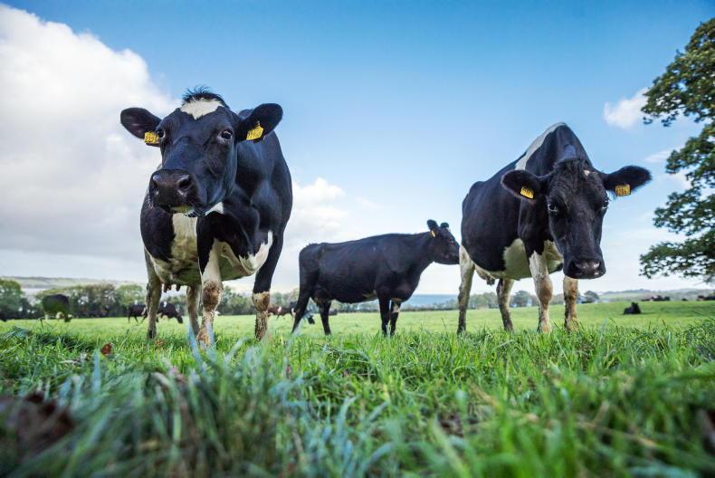 Michael Dowling – a view from within