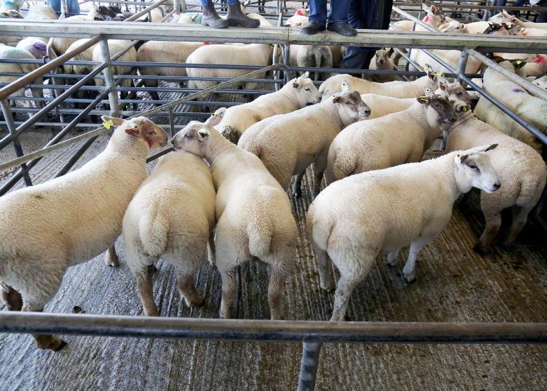 Buying for Eid al-Adha underpins peak sheep kill - Vimarsana News
