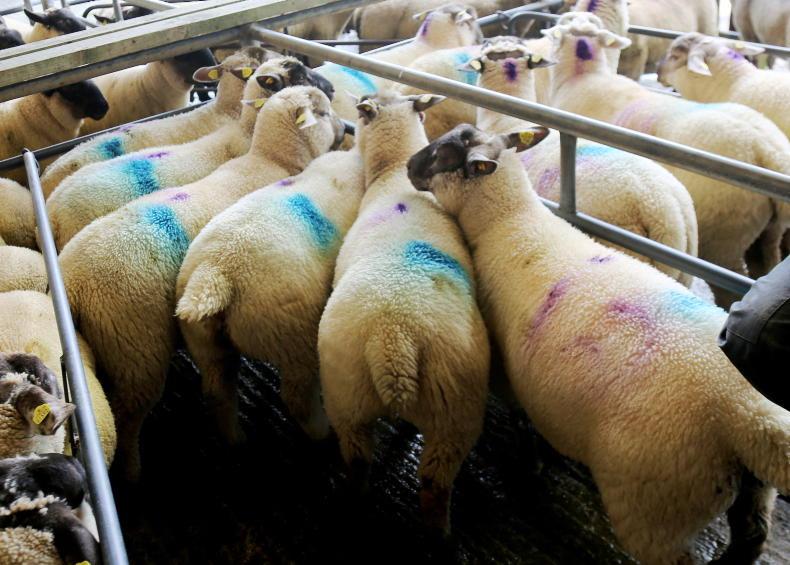 Bumper sheep kill - Vimarsana News