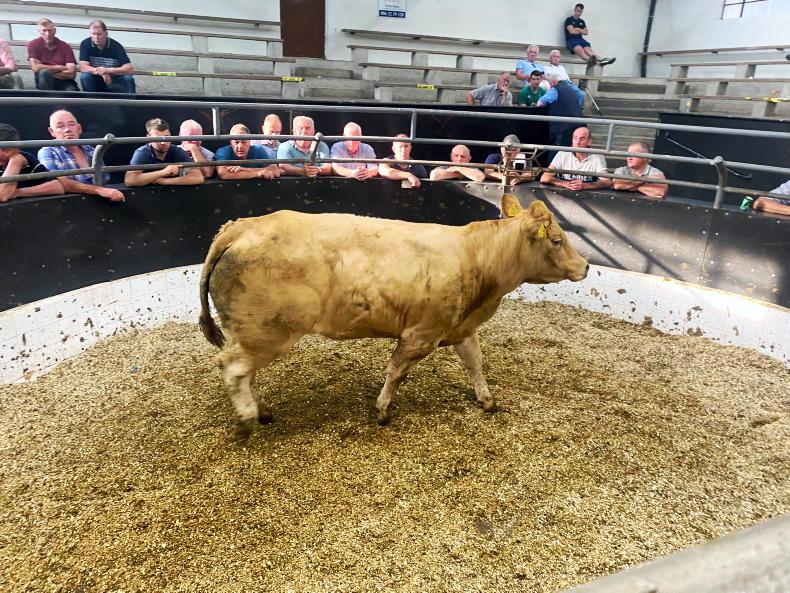 MartBids Database: cow trade still very strong - Vimarsana News