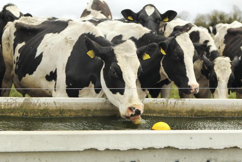 Dairy Management: grass growth and water supply issues - Vimarsana News