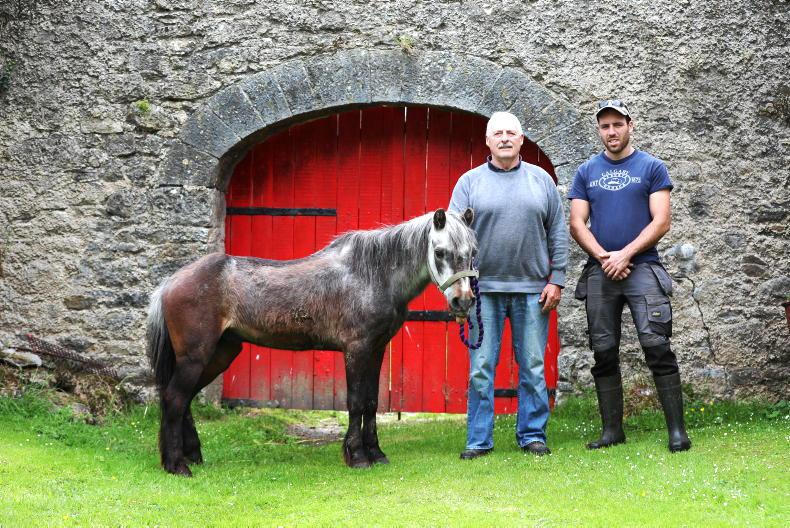 My Farming Week: Dwayne Stanley, Brittas, Thurles, Co Tipperary - Vimarsana News