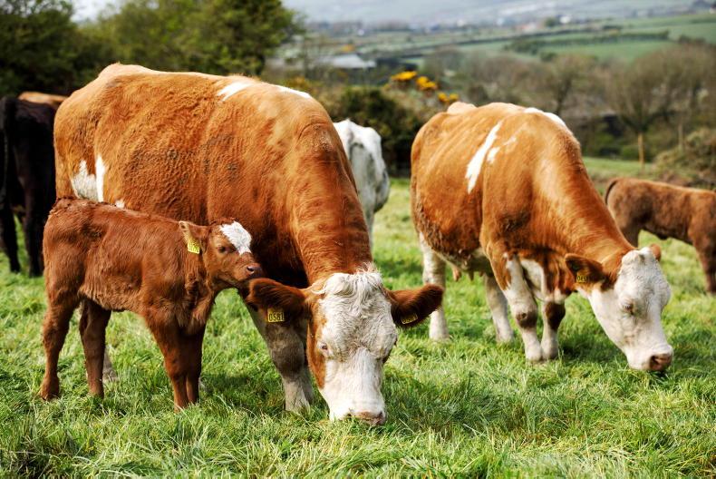Potential for sexed semen use in suckler herd - Vimarsana News