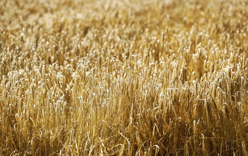 Spring barley gets off to a good start - Vimarsana News