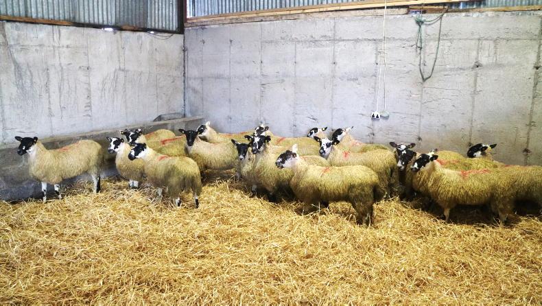 Sheep Management: guarding against disease entry with a good quarantine protocol - Vimarsana News