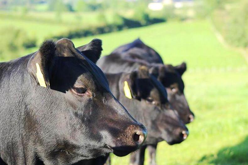 Martbids announce September Select Aberdeen Angus Timed Auction - Vimarsana News