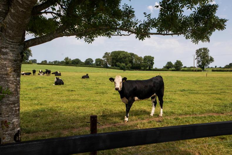 Thrive weekly roundup: all roads lead to Cashel for demo farm open day - Vimarsana News