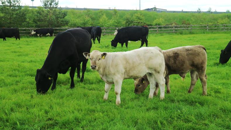 Newford update: Scanning reveals 9% empty rate in cows - Vimarsana News