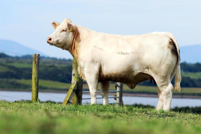 Bostonia herd prepares for production sale in scenic Scurmore - Vimarsana News