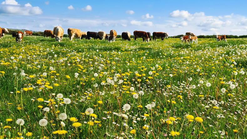 How can you help pollinators on your farm? - Vimarsana News