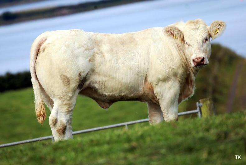 Bostonia production sale sees heifers peak at €8,400 - Vimarsana News