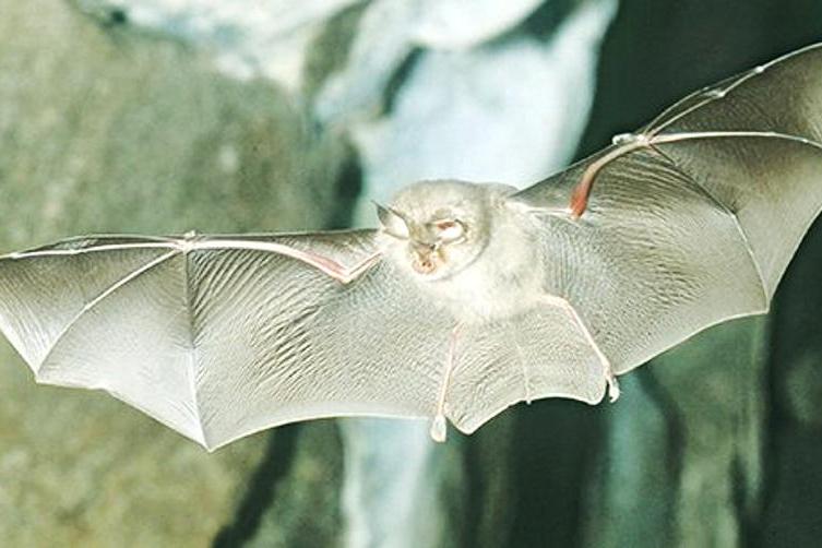 Farmers wanted to save lesser horseshoe bat - Vimarsana News